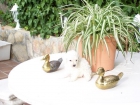 CANICHES TOY CACHORRITOS - mejor precio | unprecio.es