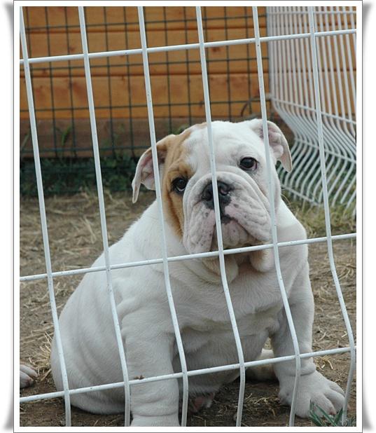 Excelente cachorro Bulldog ingles