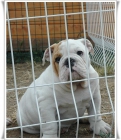 Excelente cachorro Bulldog ingles - mejor precio | unprecio.es