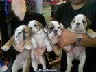 libre Bulldog ingles cachorritos - mejor precio | unprecio.es