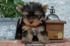 PEQUEÑISIMOS YORKSHIRE TERRIER TOY (CACHORROS MINI) 90 EUR - mejor precio | unprecio.es