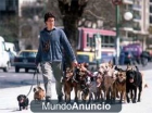 TE CUIDO TUS ANIMALITOS (GATOS Y PERROS) - mejor precio | unprecio.es