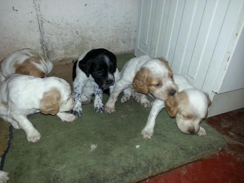 vendo spaniel breton