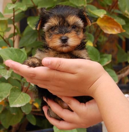 YORKSHIRE TERRIER ENANO A 400 + CARTILLA + GARANTIA