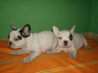 ¡tu bull dog frances aquí - mejor precio | unprecio.es