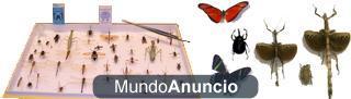 AMATISTA - Tienda especializada situada en el centro de Sevilla, entomología, joyería, gemas, decoración, minerales, ins