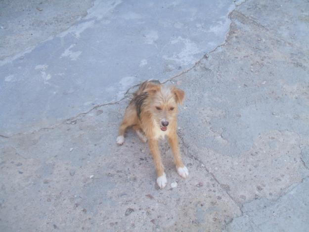 chiko pequeño y cariñoso