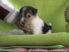 excelentes cachorros de fox terrier criadero en girona - mejor precio | unprecio.es