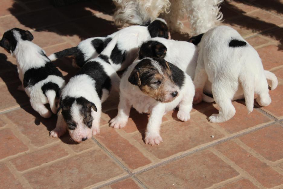 Fox Terrier