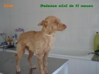 Lina tirada en la cuneta echa un obillo y temblando - mejor precio | unprecio.es