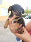 LOBITA y DORAEMON, un mesecito, tamaño peque.Se dan en adopcion.Cordoba o Madrid. - mejor precio | unprecio.es