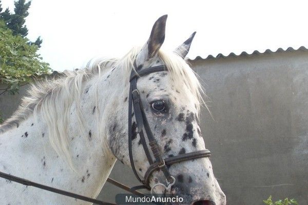 Ofrezco compartir Caballo