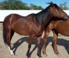 Quarterhorse - Grande - Young - Hombre - Caballo - Sage para un buen hogar. - mejor precio | unprecio.es