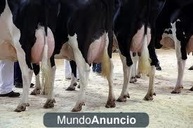 SE VENDEN VACAS FRISONAS Y SE ALQUILA TERRENO E INSTALACIONES