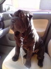 shar pei para monta - mejor precio | unprecio.es