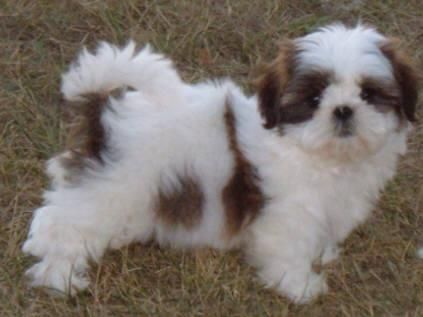 Shih Tzu cachorros 13 semanas de edad