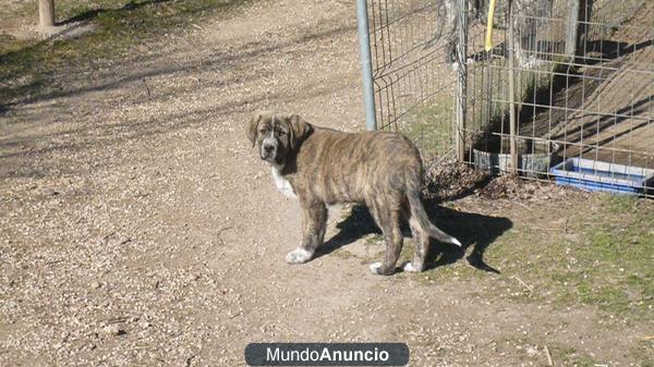 CACHORRO DE MASTÍN 4 MESES