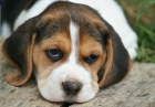 Cachorros Beagle tricolor pedigree - mejor precio | unprecio.es
