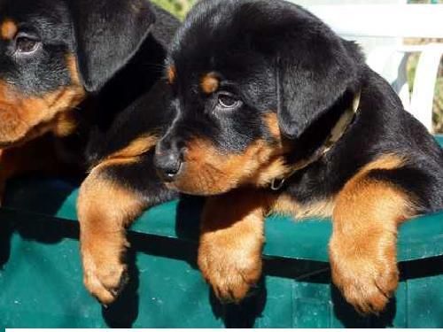 Cacorros de rottweiler