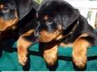 Cacorros de rottweiler - mejor precio | unprecio.es