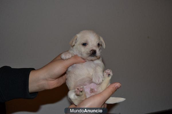 COMPRA ULTIMA CACHORRITA PARA NAVIDAD