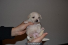 COMPRA ULTIMA CACHORRITA PARA NAVIDAD - mejor precio | unprecio.es