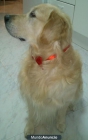 Golden retriever busca novia formal - mejor precio | unprecio.es