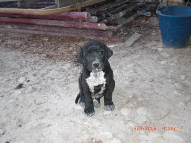 Regalo cachorritos bretones cruzados con puinte