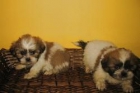 SHIH TZU CON CHIP 290 - mejor precio | unprecio.es