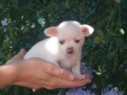 * Chihuahua blanco máxima calidad - mejor precio | unprecio.es