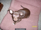 Autenticos Chihuahua de Bolsillo super bonitos - mejor precio | unprecio.es
