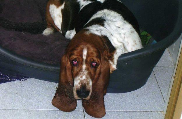 BASSET HOUND