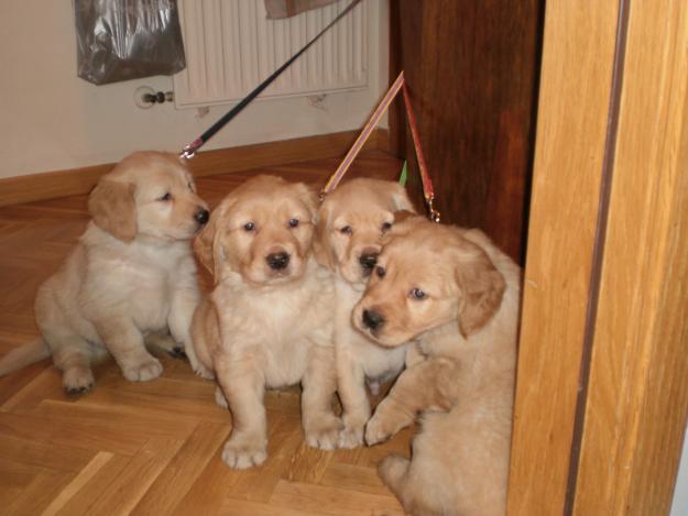 CACHORROS RETRIEVER GOLDEN Y LABRADOR -- NECESITAN UN HOGAR PRONTO!!!!!!