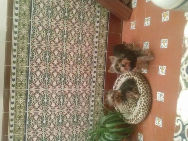 cachorros yorkshire