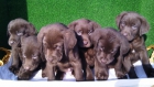 LABRADORES CHOCOLATE 250€ - mejor precio | unprecio.es