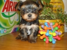 Preciosos cachorros de yorkshires - mejor precio | unprecio.es