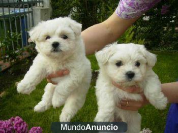 REGALO Camada Maltes Cachorros Para Su La Adopcion