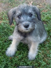 schnauzer miniatura - mejor precio | unprecio.es