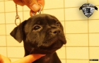 Staffordshire bull terrier/hembra! Regalo perfecto para Navidad - mejor precio | unprecio.es