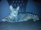 Tigre Gatito busca hogar. - mejor precio | unprecio.es