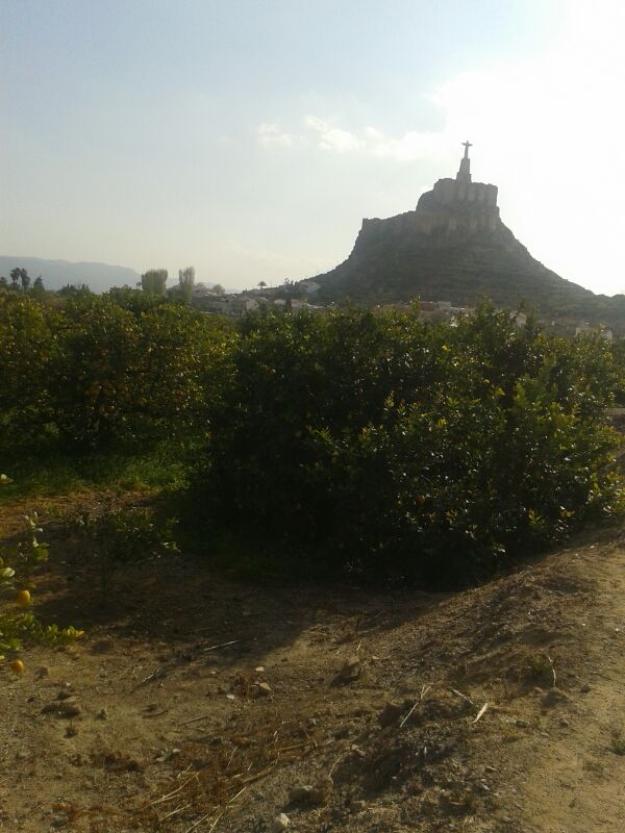 Urge venta Huerto de limoneros en Monteagudo. 200000€