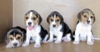 BEAGLE, EXCELENTES CACHORROS, 290€ - mejor precio | unprecio.es