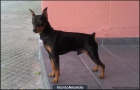 Camada pinscher Miniatura - mejor precio | unprecio.es