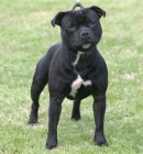 EXCELENTE CAMADA DE STAFFORDSHIRE BULL TERRIER - mejor precio | unprecio.es