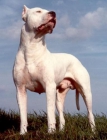 Excelentes cachorros de raza de Dogo Argentino - mejor precio | unprecio.es