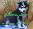 preciosos cachorros de husky siberiano kennel can - mejor precio | unprecio.es