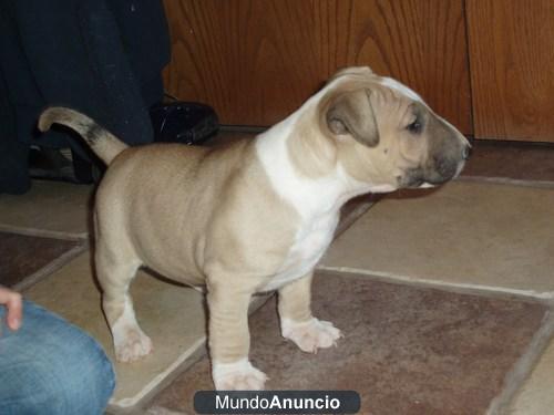 REGALO Gratis bull terrier cachorro