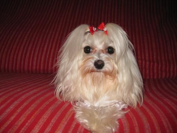 BUSCO BICHON MALTES MACHO PARA MONTAS