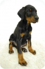 Cachorros de Doberman {disponibles machos y hembras}//ultima camada - mejor precio | unprecio.es