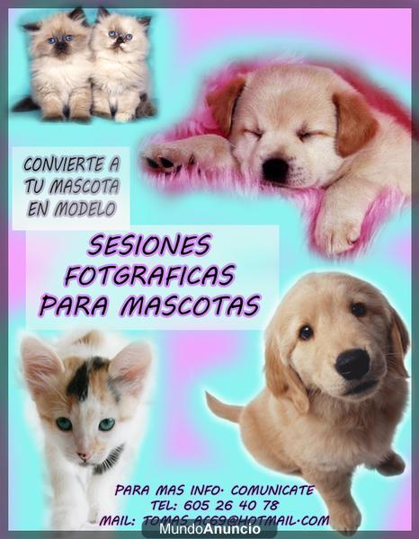 Fotografo para mascotas